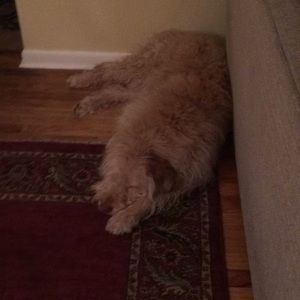 Meet your Posher, Carter